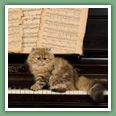 Persan - Chats