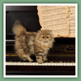 Persan - Chats