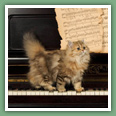 Persan - Chats