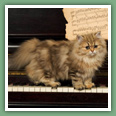 Persan - Chats