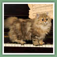 Persan - Chats
