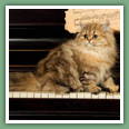 Persan - Chats