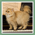 Persan - Chats