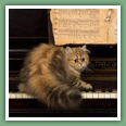 Persan - Chats