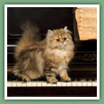 Persan - Chats