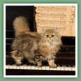 Persan - Chats