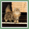 Persan - Chats