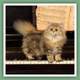 Persan - Chats