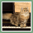 Persan - Chats