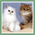 Persan - Chats