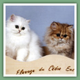 Persan - Chats