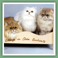 Persan - Chats