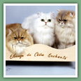 Persan - Chats