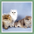 Persan - Chats