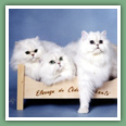 Persan - Chats
