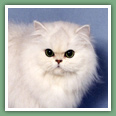 Persan - Chats