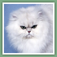 Persan - Chats
