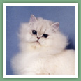 Persan - Chats