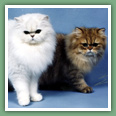 Persan - Chats