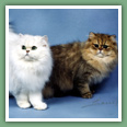 Persan - Chats