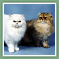 Persan - Chats