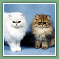 Persan - Chats
