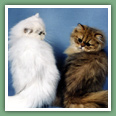 Persan - Chats