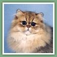 Persan - Chats