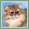 Persan - Chats
