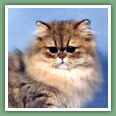 Persan - Chats