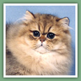 Persan - Chats