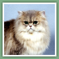 Persan - Chats