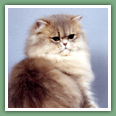 Persan - Chats