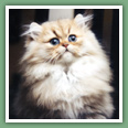 Persan - Chats