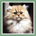 Persan - Chats