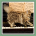 Persan - Chats