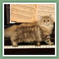Persan - Chats