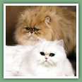 Persan - Chats