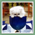 Persan - Chats