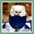 Persan - Chats