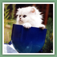 Persan - Chats