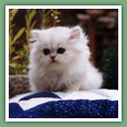 Persan - Chats