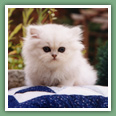 Persan - Chats