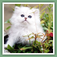 Persan - Chats