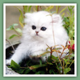 Persan - Chats