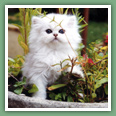 Persan - Chats