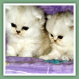 Persan - Chats