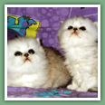 Persan - Chats