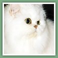 Persan - Chats