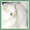 Persan - Chats